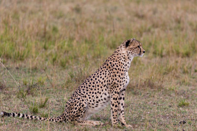 View of a cat on field