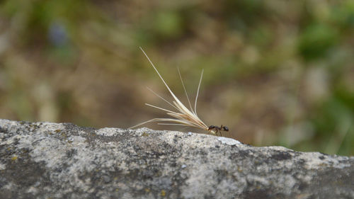 Close-up of insect on rock