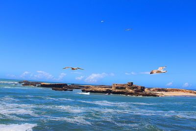 Seagulls flying over sea against sky