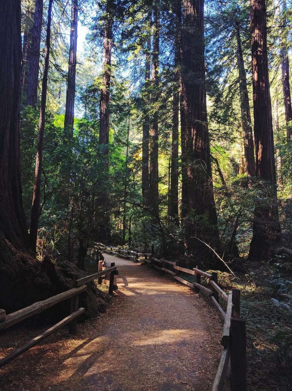 TREES ON FOREST AT SUNNY DAY