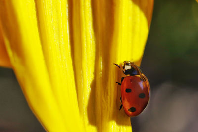 Close-up of ladybug on leaf