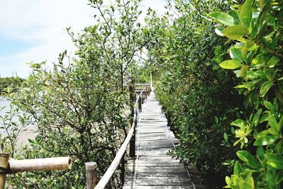 Boardwalk amidst plants and trees