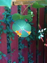 Close-up of butterfly on plant