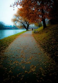 View of trees along river