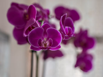 Close-up of pink orchids