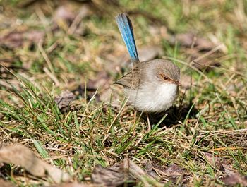 High angle view of bird on field