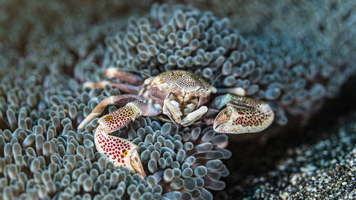 Close-up of coral in sea