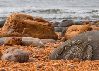 Rocks with fossil ammonite on beach