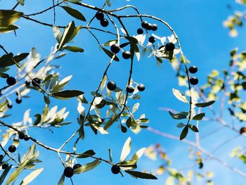 Low angle view of tree against blue sky