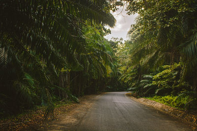 Road amidst trees in forest