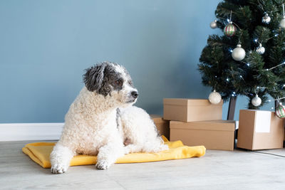 Happy new year, christmas. cute mixed breed dog lying next to the christmas tree at home