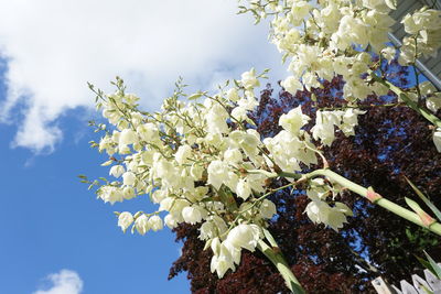 Low angle view of white flowers blooming on tree against sky