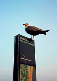 Low angle view of bird perching on tree