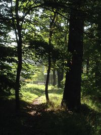 Trees in forest