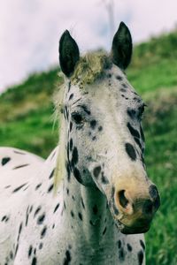 Close-up of a horse on field