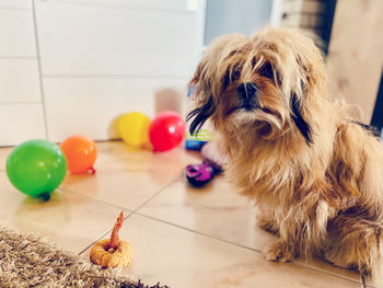 Close-up of dog with ball at home.  happy birthday eddie. 