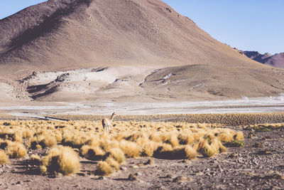 Scenic view of arid landscape against sky