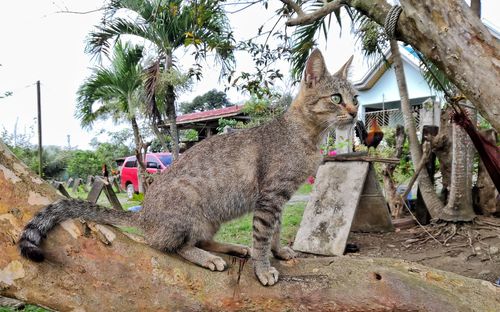 View of a cat looking away