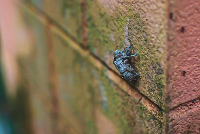 Close-up of insect on wall