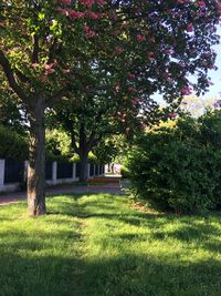 Trees in park