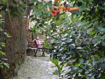 Footpath amidst trees and plants