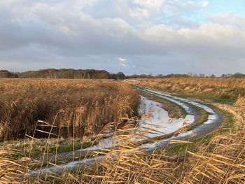 Beautiful landscape of rural crop farm field reeds norfolk broad hickling east anglia flood autumn