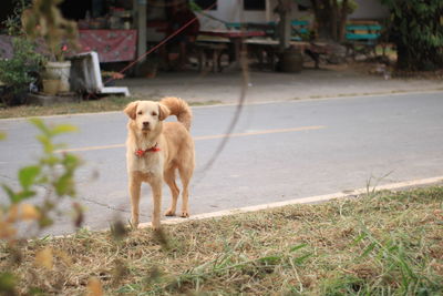 Dog walking on road in city