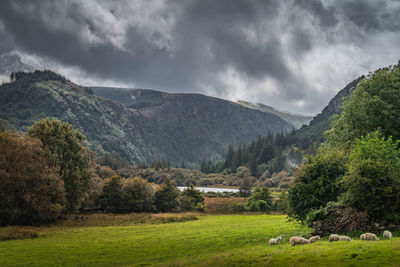 Flock of sheeps grazing on green field in glendalough with autumn forest, mountains and lake ireland