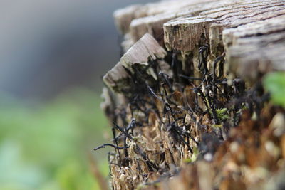 Close-up of lichen on tree trunk