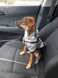 Dog sitting in car