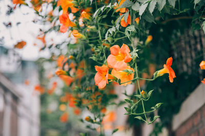 Close-up of orange flowers growing on plant