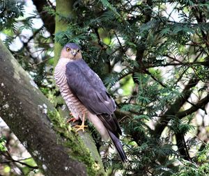 Bird perching on a tree