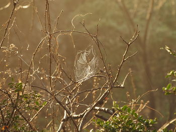 Close-up of dry plants against blurred background