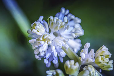 Close-up of purple white flower, native plant, spring flower 