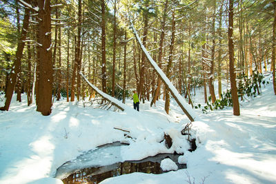 Snow covered trees in forest