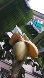 Close-up of banana hanging from leaves