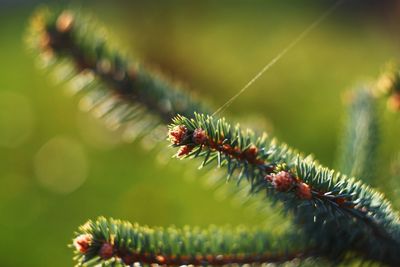 Close-up of spiked plant