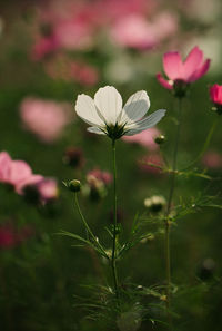 Close-up of flowers against blurred background