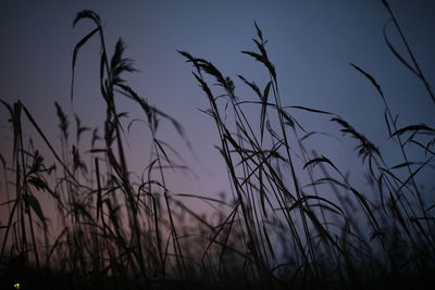 Close-up of silhouette plants against sunset sky