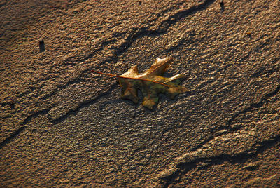 Close-up of lizard on sand