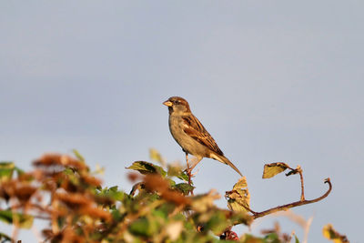 Low angle view of bird perching on plant against sky