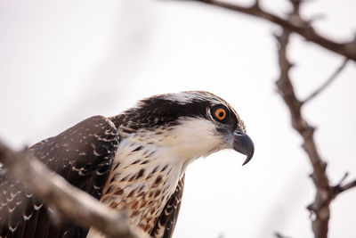 Osprey bird of prey pandion haliaetus perches on a tree at clam pass in naples, florida