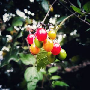 Close-up of berries growing on tree