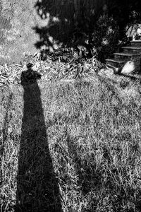 Shadow of woman on tree trunk