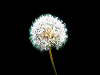 Close-up of firework display over black background