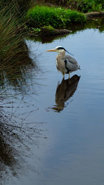 Close up large grey heron standing in lake with full body reflection 