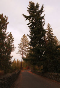 Road amidst trees in forest against sky