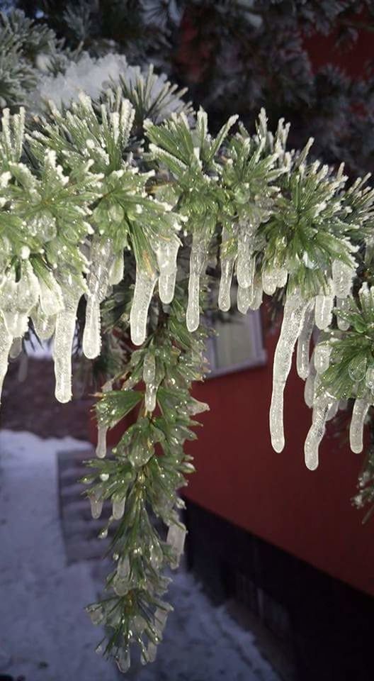 CLOSE-UP OF SNOW COVERED PLANT IN WINTER