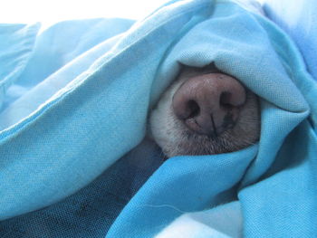 Cropped image of dog nose covered in blue blanket
