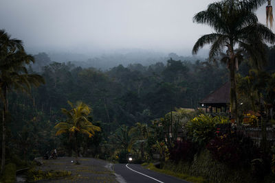 Road by trees and plants against sky